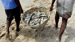 Dua nelayan Sri Lanka membawa tangkapan ikan ke pantai di Trincomalee (5/5). Kota ini tersohor akan pelabuhan alaminya, yang menjadi salah satu basis penting armada Sekutu semasa Perang Dunia II. (AFP Photo/Ishara S Kodikara)