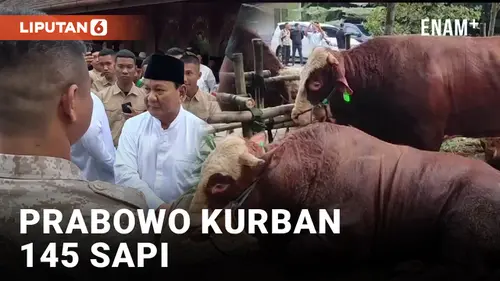 VIDEO: Prabowo Kurban 145 Sapi dan Disebarkan ke Beberapa Wilayah