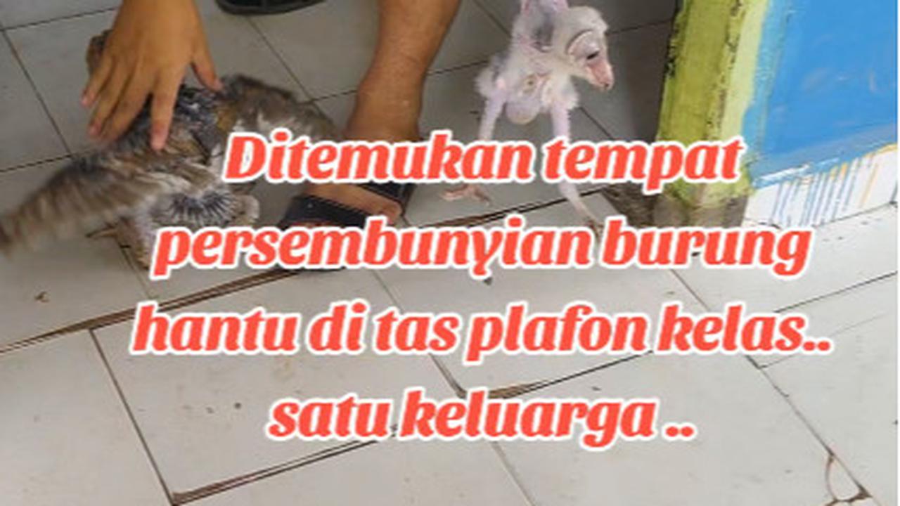 Viral Penemuan 10 Ekor Burung Hantu di Atap Kelas, Curi Perhatian