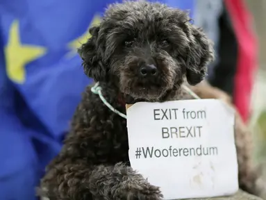 Anjing pudel bernama Lily beristirahat seusai mengikuti pawai gerakan yang disebut 'Wooferendum' di Parliament Square, London, Minggu (7/10).  Sekitar seribu anjing dan pemiliknya menuntut Brexit diakhiri melalui pemungutan suara kedua. (AP/Tim Ireland)