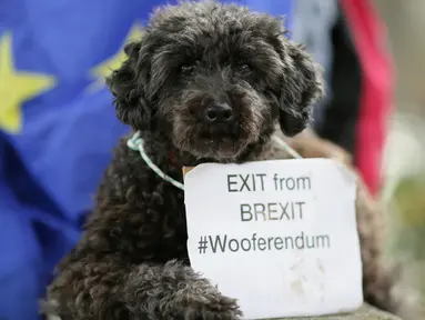 Anjing pudel bernama Lily beristirahat seusai mengikuti pawai gerakan yang disebut 'Wooferendum' di Parliament Square, London, Minggu (7/10). Sekitar seribu anjing dan pemiliknya menuntut Brexit diakhiri melalui pemungutan suara kedua. (AP/Tim Ireland)