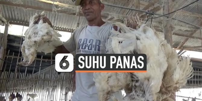 VIDEO: Cuaca Ekstrem, Ratusan Ayam Mati Mendadak