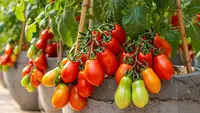 8 Tanaman Buah yang Tetap Berbuah Meski Ditanam di Pot Semen, Cocok untuk Lahan Sempit