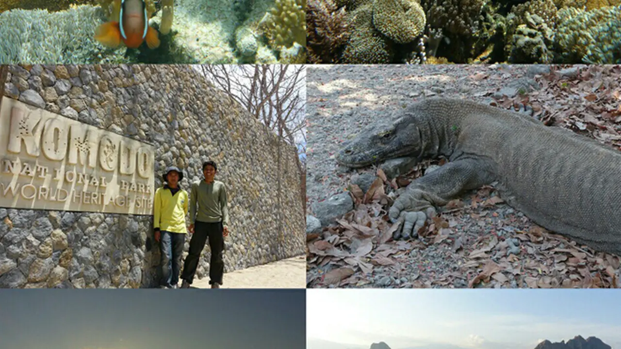 Keindahan Surga Bawah Laut di Taman Nasional Komodo