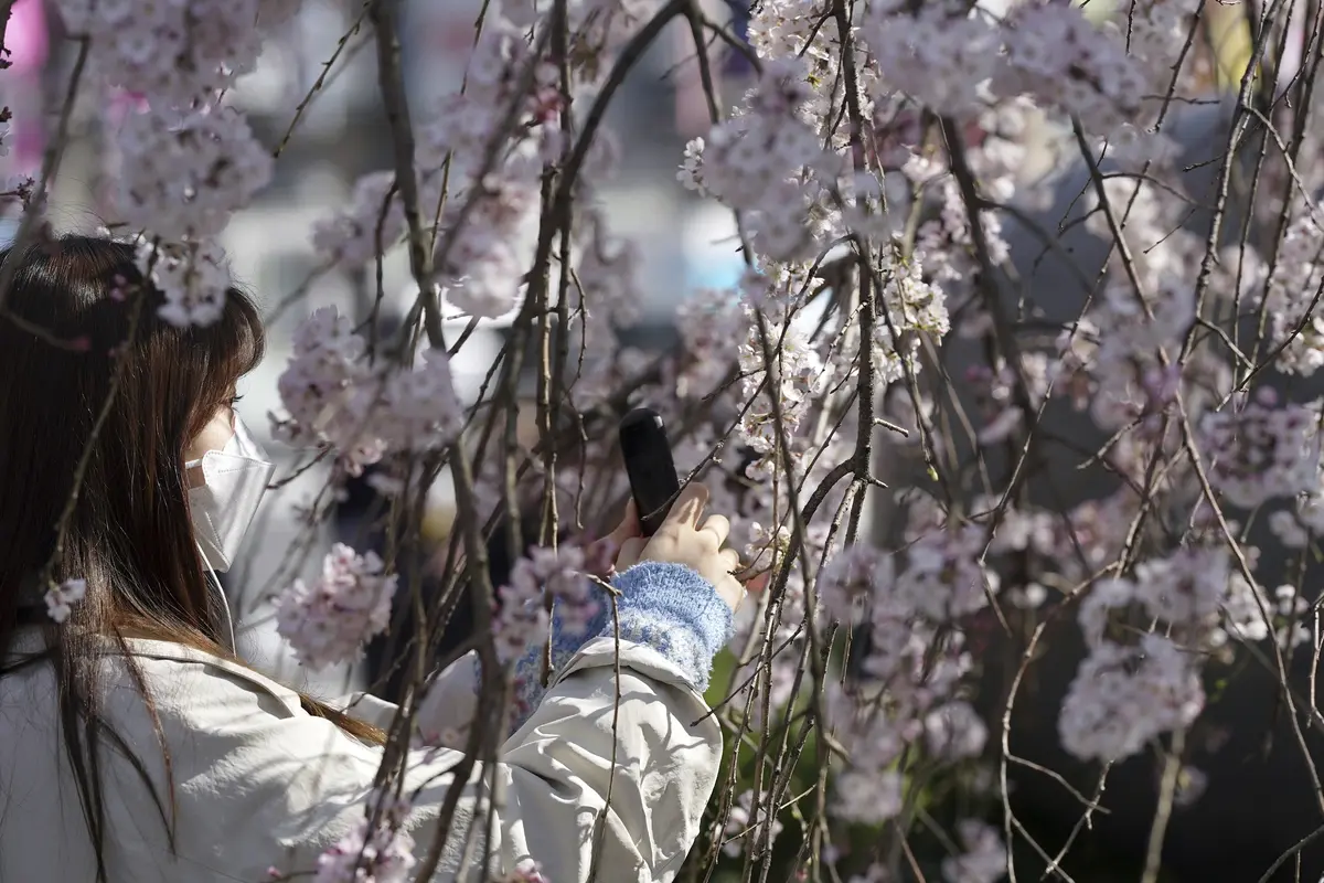 Mengunjungi Taman Ueno di Musim Sakura