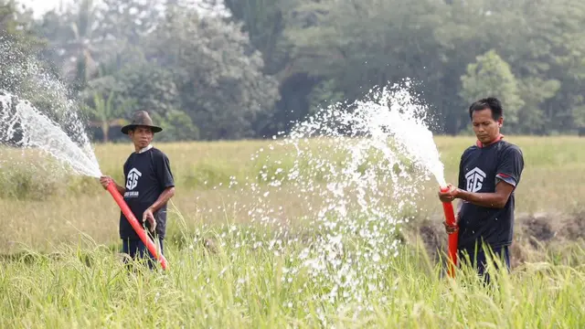 Sukarelawan Gerakan Desa untuk (Gardu) Ganjar jaringan Jawara Banten ikut berkontribusi menyelamatkan petani dari gagal panen karena cuaca ekstrem yang belakangan melanda beberapa daerah di Banten (Istimewa)