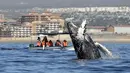 Wisatawan berada di atas perahu menonton paus bungkuk melompat dari air di perairan Samudera Pasifik di Los Cabos, Meksiko (14/3). Melihat atraksi paus bungkuk ini menjadi salah satu tujuan wisata di Meksiko. (AFP/Fernando Castillo)