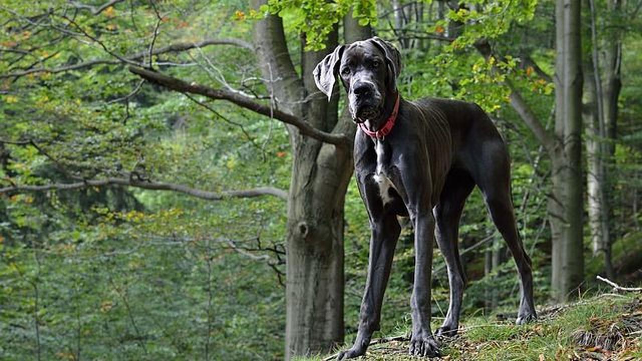 Meski anjing merupakan hewan yang bersahabat dengan manusia, pada dasarnya mereka berasal dari hewan liar.