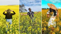 Gambar foto di ladang kanola semakin sering muncul di media sosial. Petani Australia resah. Dok: ABC Indonesia