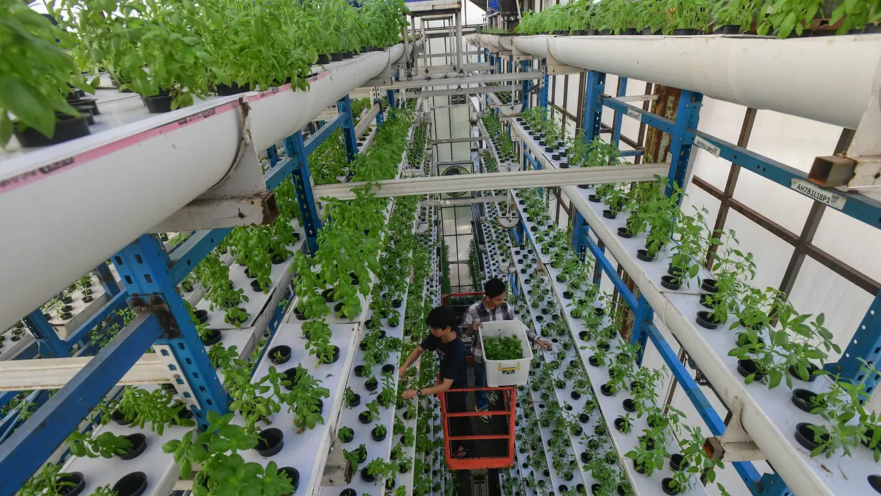 Gunakan Sistem Pertanian Hidroponik Vertikal, Ladang Farm Hasilkan Dua Ton Sayuran Segar