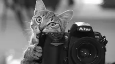Duh Si Pussy, itu bukan ikan! (agazette01110.canalblog.com)