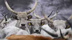 Sapi, anak sapi dan kuda-kuda tersebut terjebak di pulau Krcedinska Ada di tengah sungai Danube setelah ketinggian air meningkat tajam bulan lalu, sehingga menghalangi mereka untuk kembali ke pantai. (AP Photo/Darko Vojinovic)