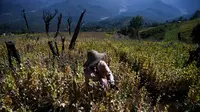 Petani bekerja di sebuah ladang opium di Hopong, Shan, Myanmar, Minggu (3/2). Ladang opium ini banyak dijumpai di wilayah yang sedang dirundung konflik etnis di Myanmar. (Ye Aung THU/AFP)