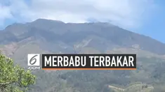 Api masih berkobar di kawasan hutan gunung Merbabu. Upaya pemadaman api terus dilakukan namun petugas terkendala medan yang sulit di lokasi kebakaran.