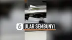 ular sembunyi