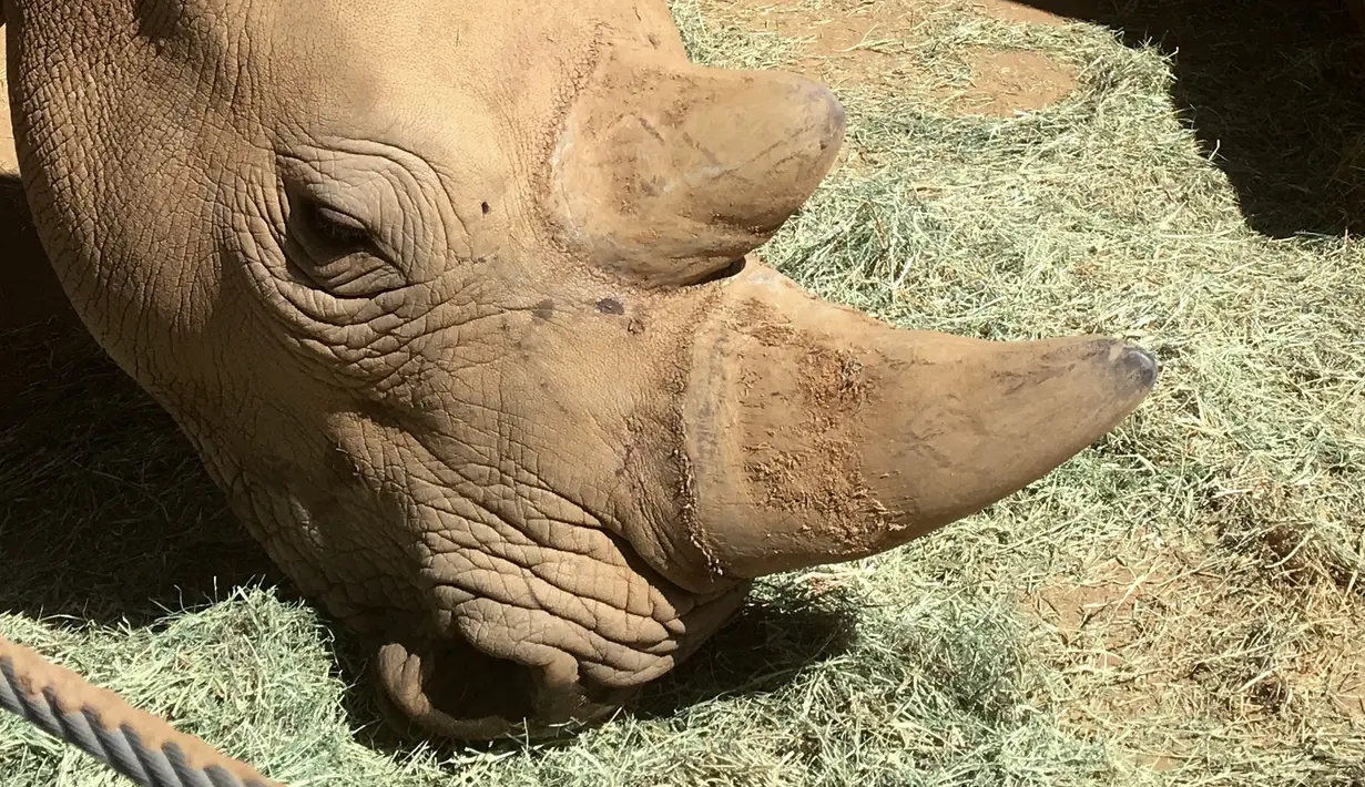Badak putih selatan, Victoria beraktivitas di Taman Safari Kebun Binatang San Diego, Escondido, California, AS, Kamis (17/5). Berkat teknologi, subspesies badak putih utara di dunia berhasil diselamatkan lewat kehamilan Victoria. (AP Photo/Julie Watson)