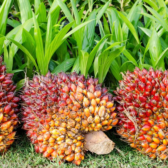 Cara As Dan Eropa Hadang Produk Sawit Ri Bisnis Liputan6 Com