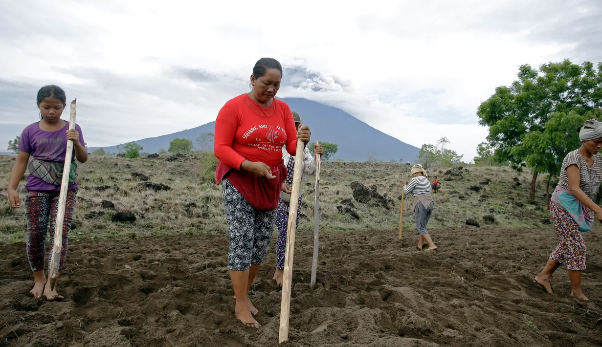 Sejumlah penduduk melakukan aktivitas dengan latar belakang Gunung Agung yang mengeluarkan asap dan abu vulkanis di Karangasem, Bali, Rabu (29/11). Sebagian warga tetap beraktivitas di dalam Kawasan Rawan Bencana Gunung Agung. (AP/Firdia Lisnawati)