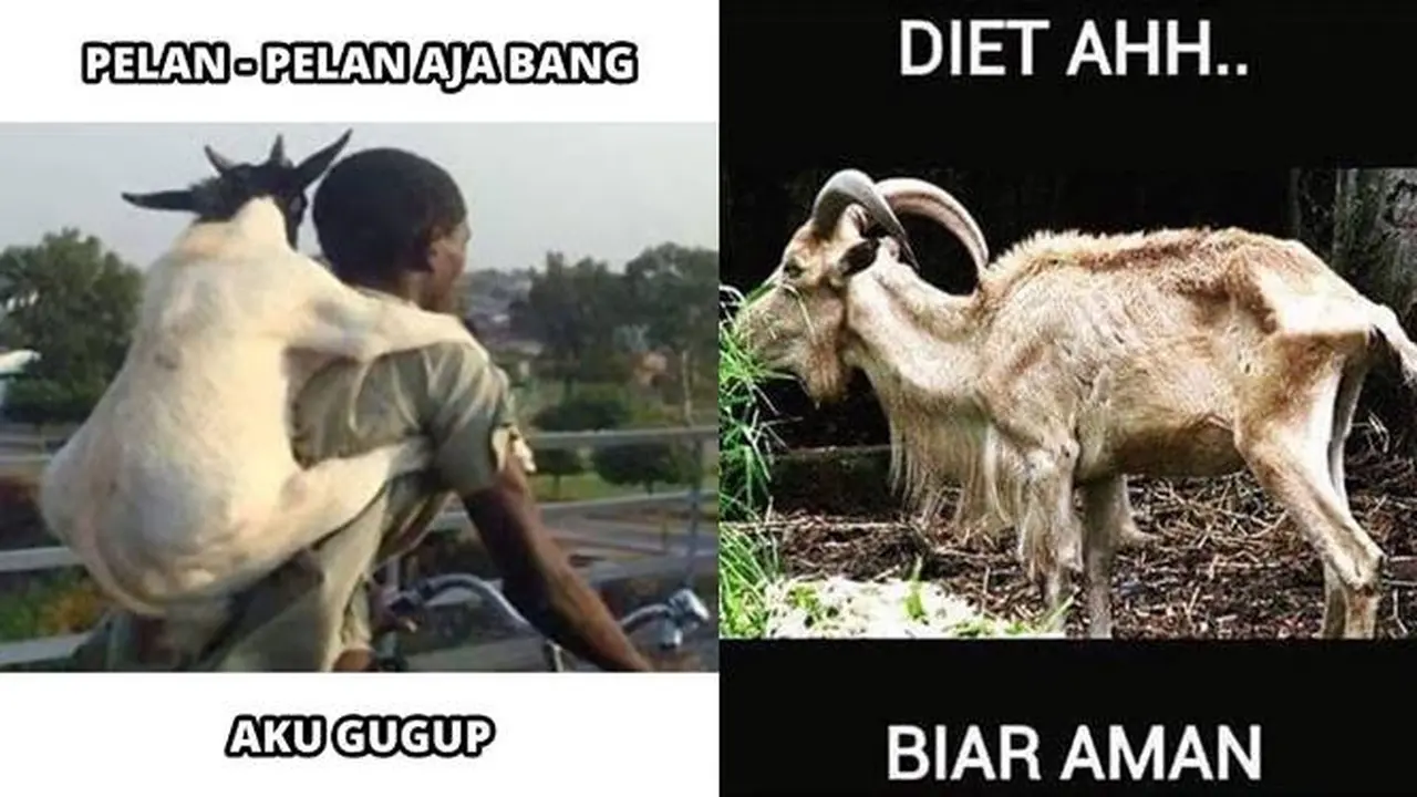 7 Meme Absurd Kambing Jelang Hari Raya Idul Adha Ini Kocak