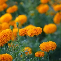 Ilustrasi bunga marigold. (Image by lachetas on Freepik)