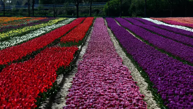 Warna-warni Ladang Bunga Tulip di Jerman