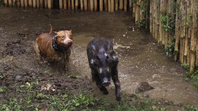 Adu bagong atau Dugong di Bandung