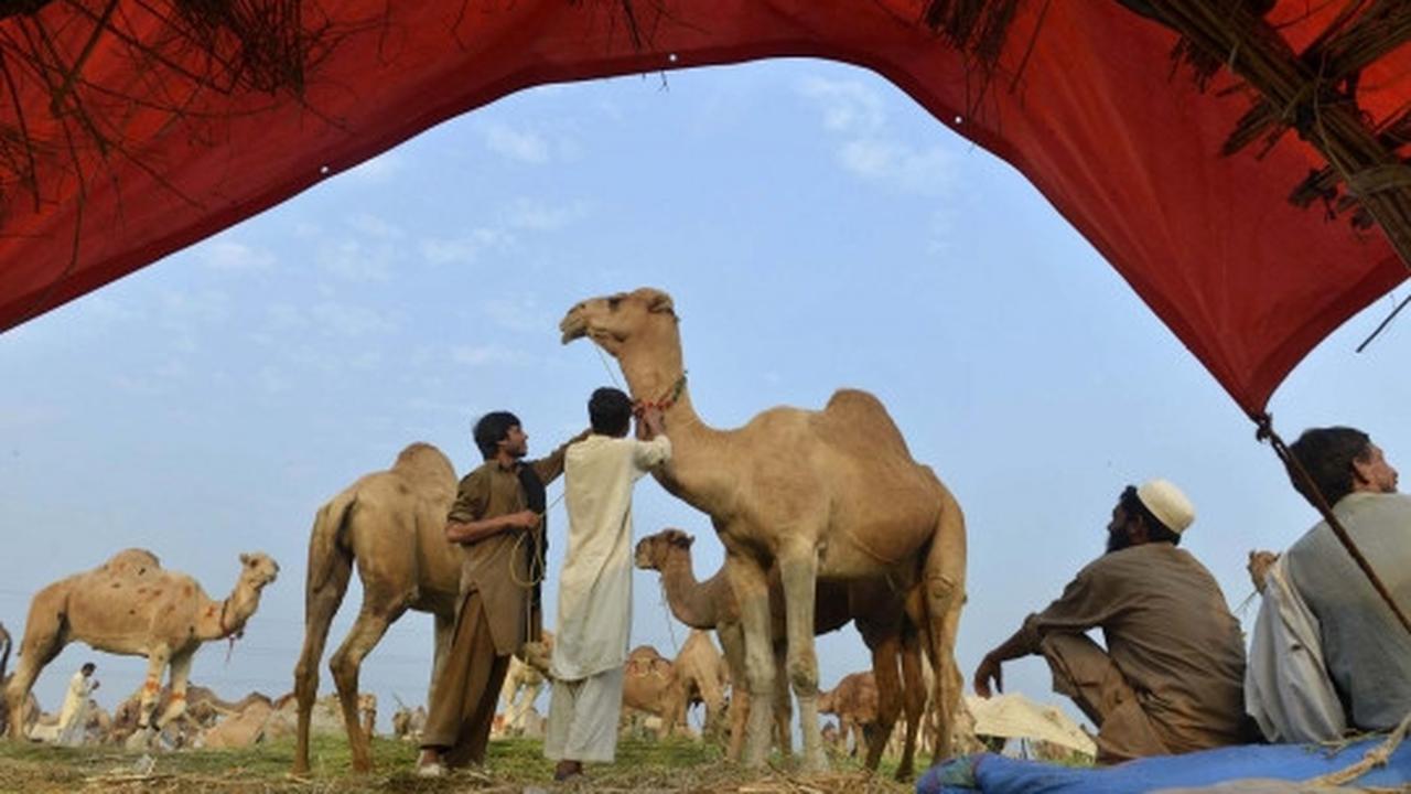 Menengok kesibukan pasar unta di Pakistan jelang Idul Adha