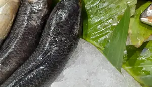 Makan Ikan Gabus Usai Operasi Caesar, Ketahui Peran Albumin