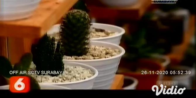 VIDEO: Budi Daya Kaktus Mini Jadi Ladang Penghasilan Saat Pandemi COVID-19
