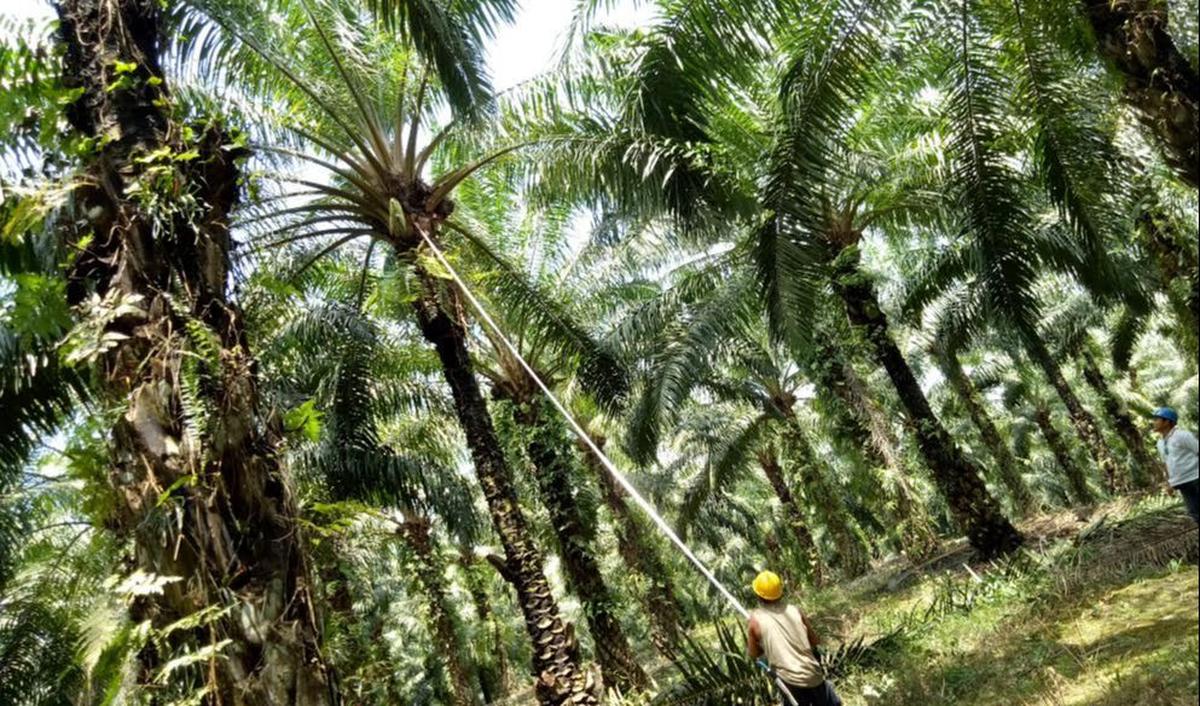 Selanjutnya, Hartono bersaudara juga merambah ke sektor agribisnis.