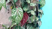 Bukan Cuma Tanaman Hias, Sirih Merah Berpotensi Jadi Bahan Pencerah Kulit