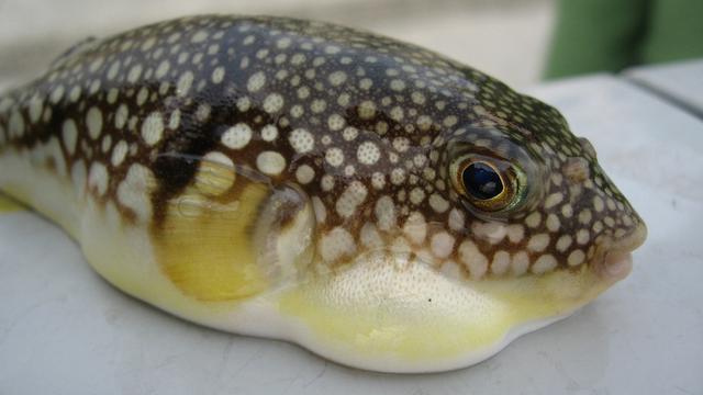 Waspada! Beberapa Makanan Ini Berbahaya dan Mematikan