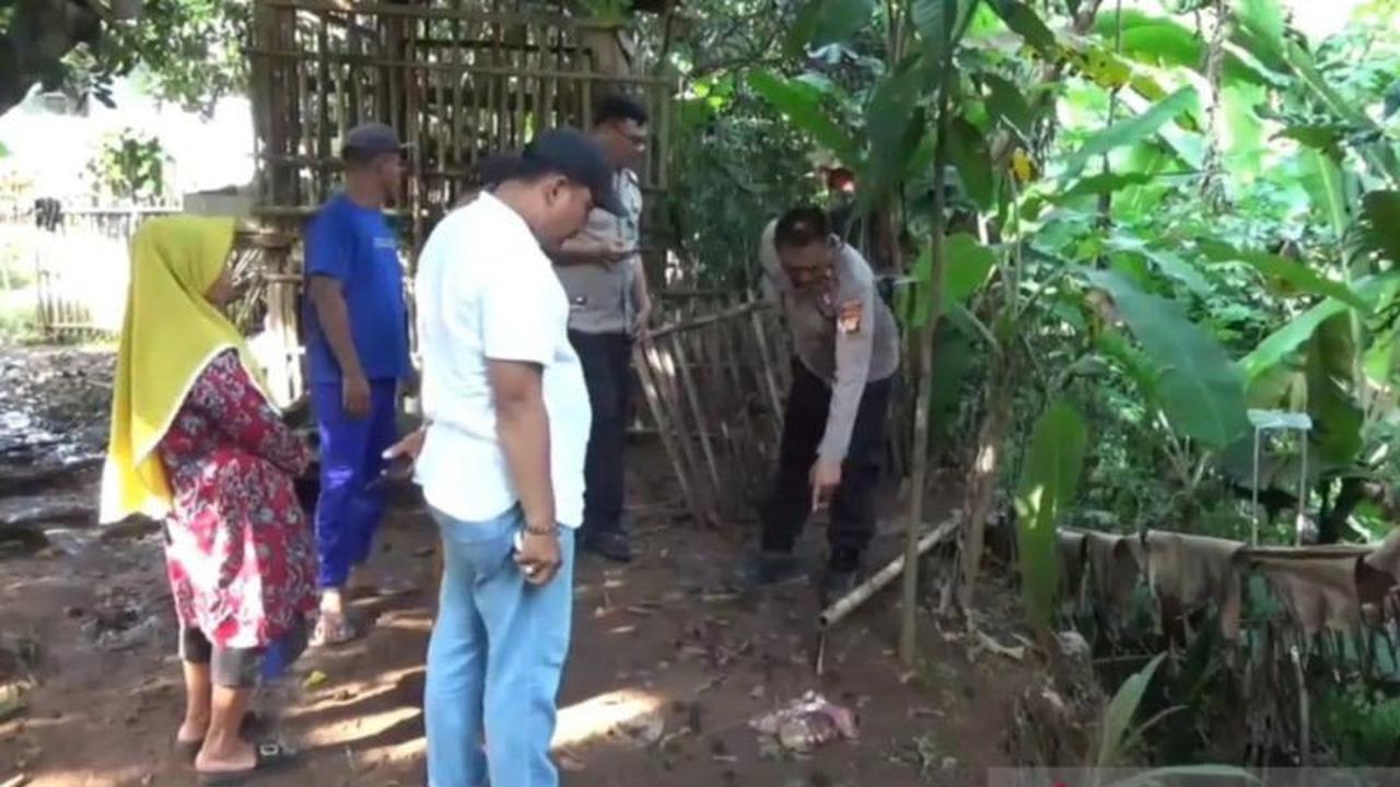 Polisi Olah TKP Pencurian Kambing Setu Bekasi, Dua Ekor Raib Disikat Maling
