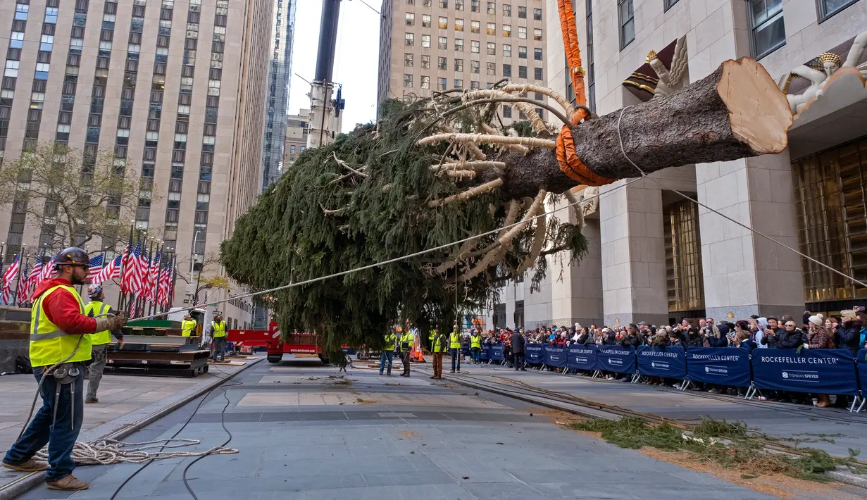 Pekerja bersiap memasang pohon Natal di Rockefeller Center, New York pada 9 November 2019. Pohon cemara Norwegia untuk menyambut Natal 2019 tersebut memiliki tinggi 77 kaki atau 12 meter dengan berat 77 ton yang akan dinyalakan pada 4 Desember mendatang. (AP Photo/Craig Ruttle)