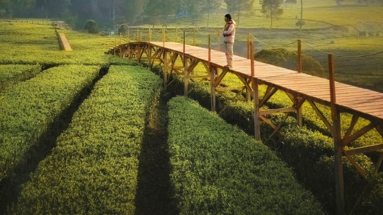 Tempat Kemping di Tengah Kebun Teh Pangalengan Bandung, Ramai Pengunjung Walau Belum Rampung