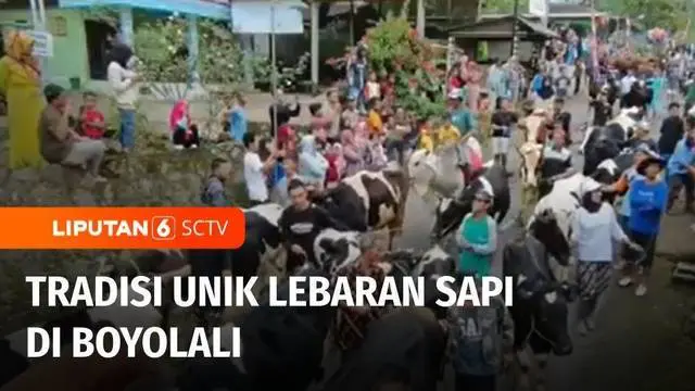 Sepekan setelah idulfitri tradisi unik digelar di Desa Sruni, Boyolali, Jawa Tengah. Tradisi ini disebut bakda sapi, dimana seluruh sapi yang dipelihara warga ini akan dikeluarkan dan diarak keliling kampung.