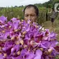 Pekerja menunjukkan bunga anggrek Vanda Douglas usai dipetik di Kota Tangerang Selatan, Banten, Jumat (4/12/2020). Jelang Natal dan Tahun Baru pada masa pandemi COVID-19, permintaan bunga anggrek Vanda Douglas mulai meningkat. (merdeka.com/Dwi Narwoko)