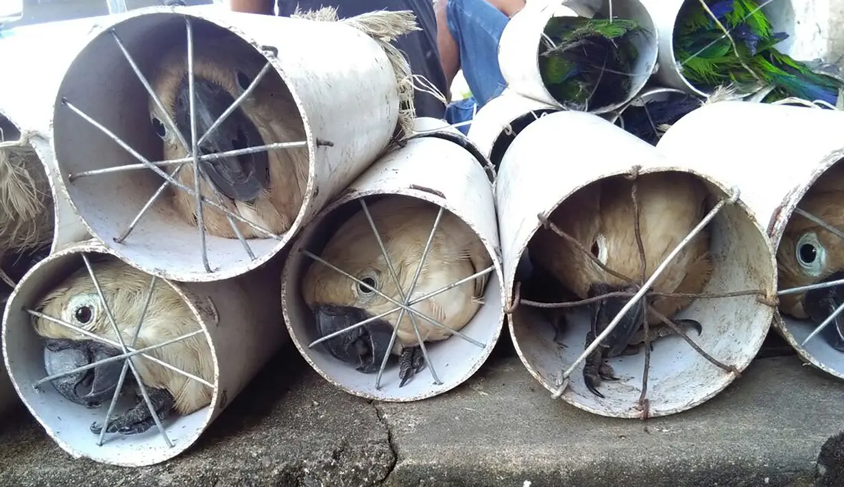 Sejumlah burung Kakatua Putih yang coba diselundupkan dimasukan ke dalam pipa drainase di Labuha, Maluku Utara (16/11). Sekitar 125 burung eksotis di masukkan ke dalam pipa saat akan diselundupkan. (Handout/Wildlife Conservation Society/AFP)