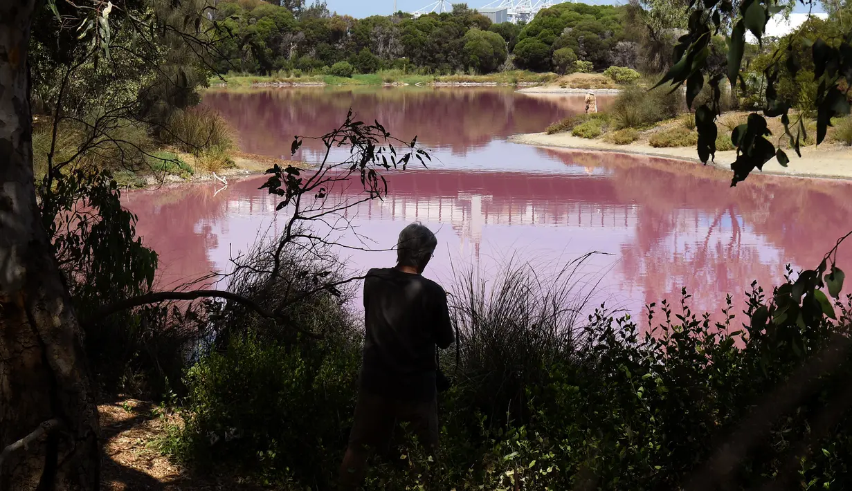Pengunjung mengambil gambar danau yang berubah warna menjadi pink di Westgate Park, Melbourne, Australia, Senin (4/3). Saat berfotosintesis dan tingginya kadar garam, sungai ini akhirnya berubah warna dan akan kembali saat musim dingin. (William WEST/AFP)