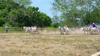 Lomba untuk melestarikan karapan sapi di Gorontalo. (Liputan6.com/Aldiansyah Mochammad Fachrurrozy).