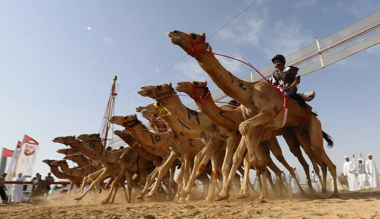 Para joki memacu untanya dalam balap unta saat festival warisan Sheikh Sultan Bin Zayed al-Nahyan di Abu Dhabi, Uni Emirat Arab (10/2). Festival ini juga meliputi kontes kecantikan, lelang unta dan kompetisi untuk kerajinan tradisional. (AFP/Karim Sahib)