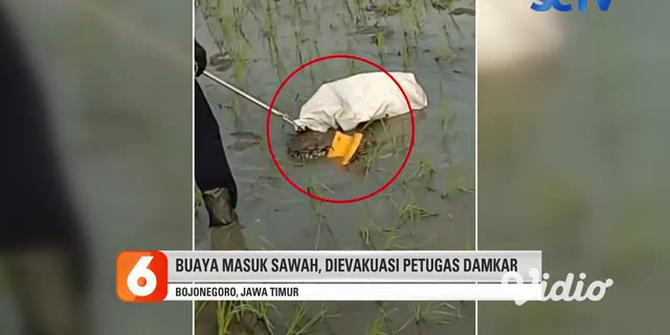 VIDEO: Seekor Buaya Ditemukan di Persawahan Desa Jono Bojonegoro