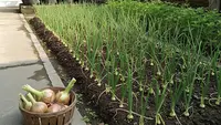9 Cara Membuat Kebun Bawang Mini Panen Tiap Minggu, Panduan Lengkap