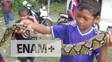 Ular Phyton yang kerap memangsa ternak warga, kembali ditangkap di kawasan desa Bektiharjo, Tuban, Jawa Timur. Saat ditangkap ular tersebut masih terlihat ganas.