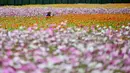 Pola bunga memancing pengunjung untuk mengambil foto saat festival bunga. (Sam Yeh/AFP)