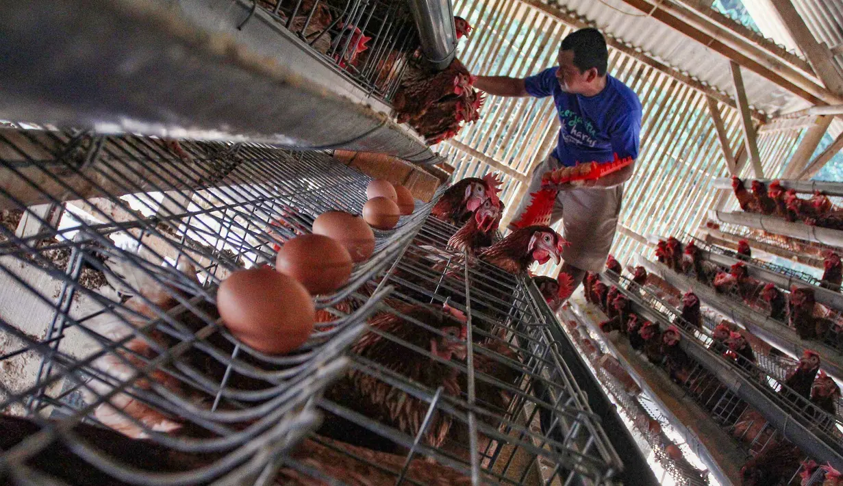Peternak mengambil telur ayam ras pada sebuah peternakan ayam di kawasan Gunung Sindur, Bogor, Jawa Barat, Kamis  (09/07/2026).
