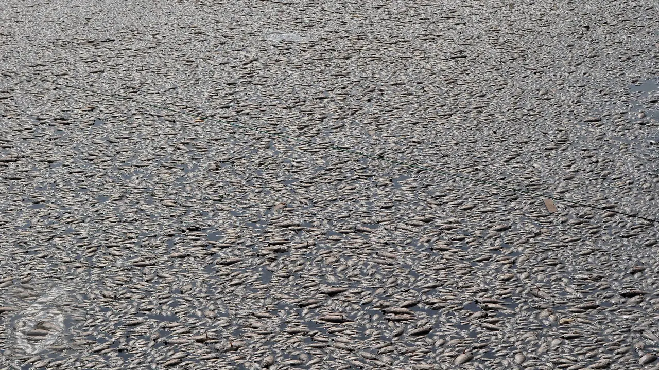 20151219-Misterius, Ribuan Ikan Mati Mendadak di Kalideres-Jakarta