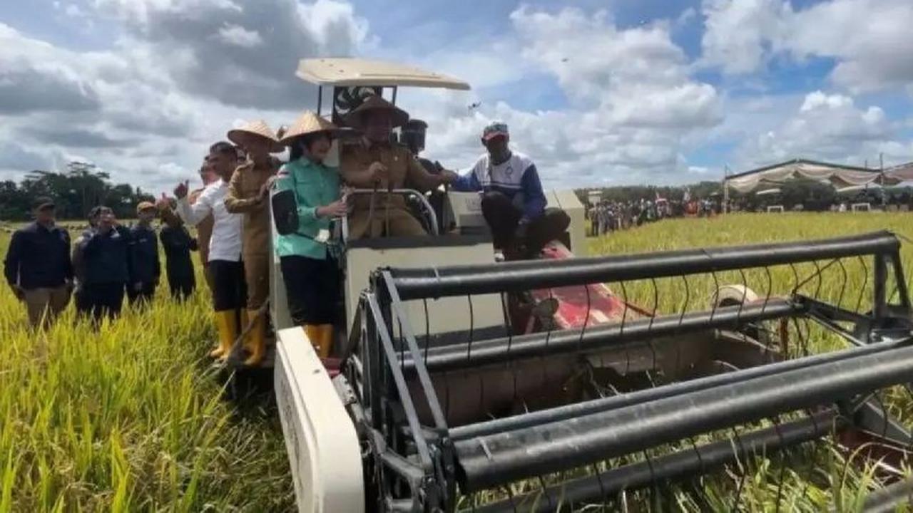 Produksi Padi Sumsel 2025 Melonjak Tajam, Capai Tiga Besar Nasional