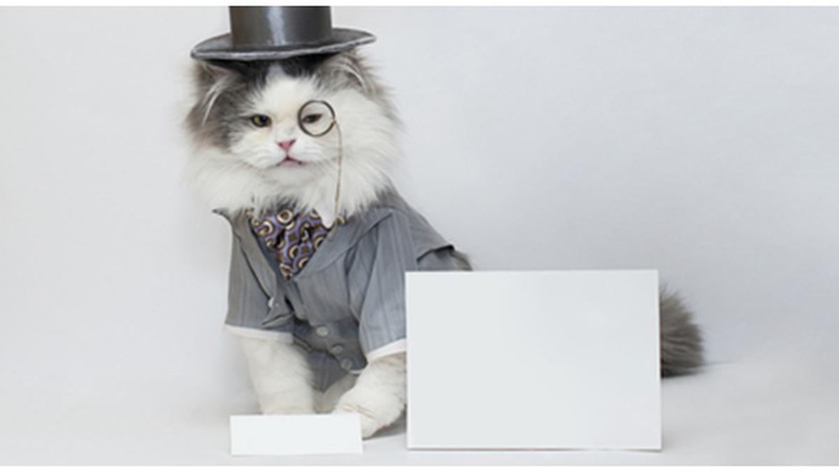 Wah Kucing Ini Ikut Peragaan Busana - Lifestyle Fimela.com