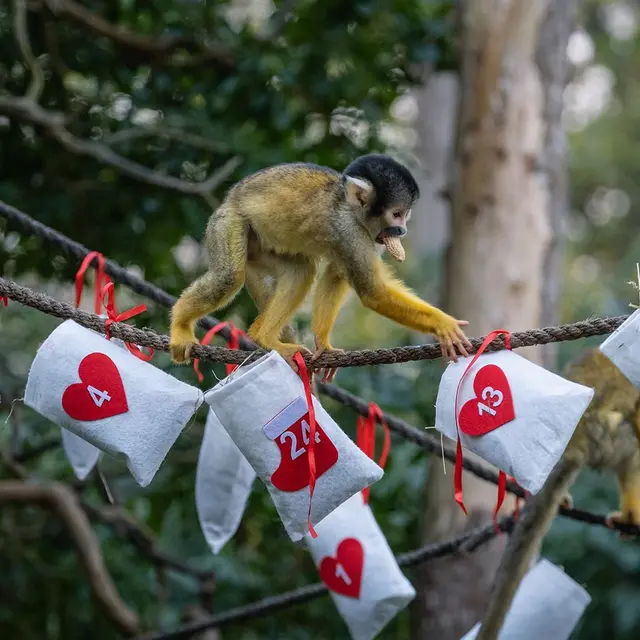 Seekor Monyet di Kebun Binatang London yang Menerima Kalender Advent.